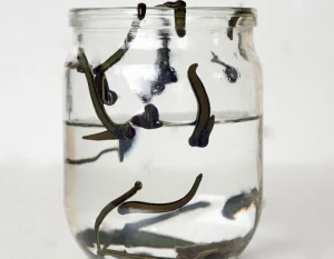 Продаются пиявки медицинские средние,