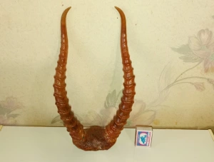 Рога  Сайгака