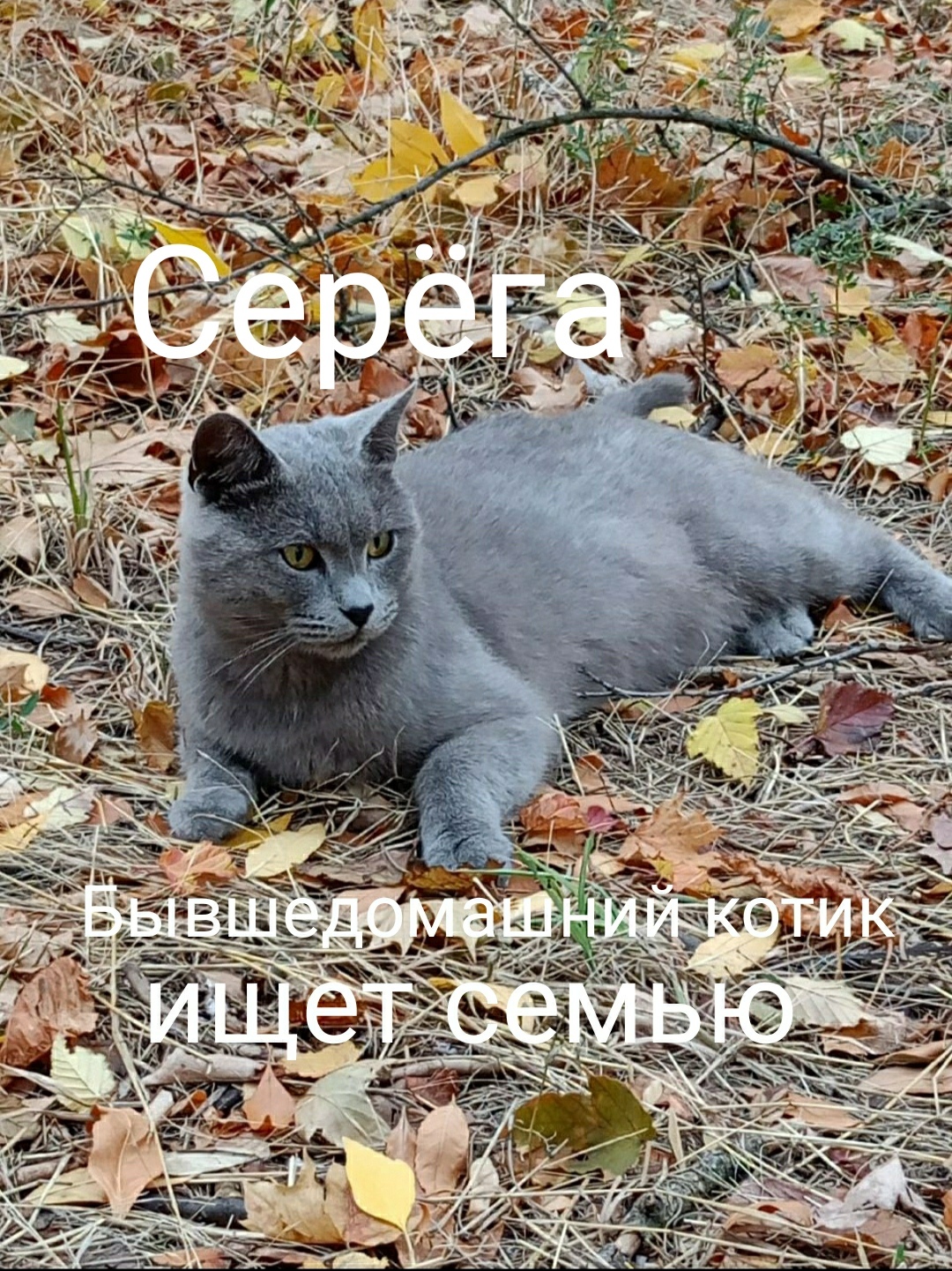 Котам срочно нужен дом!