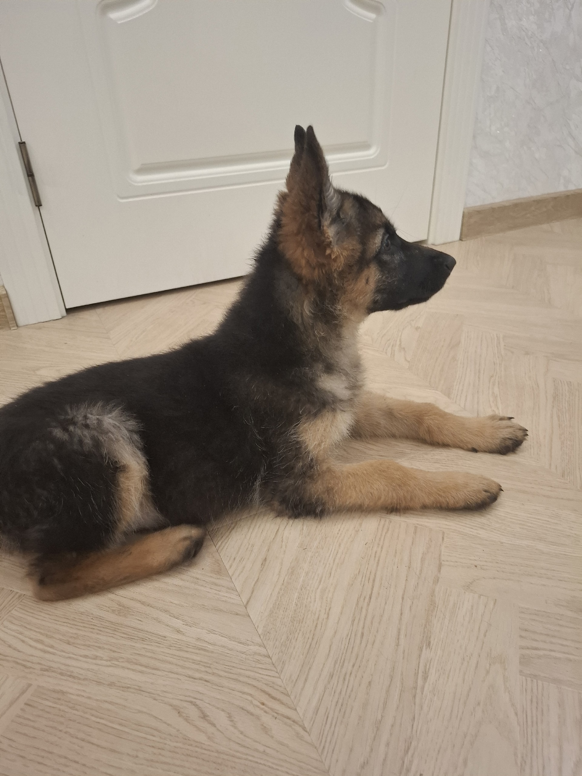 Продам щенка немецкой овчарки