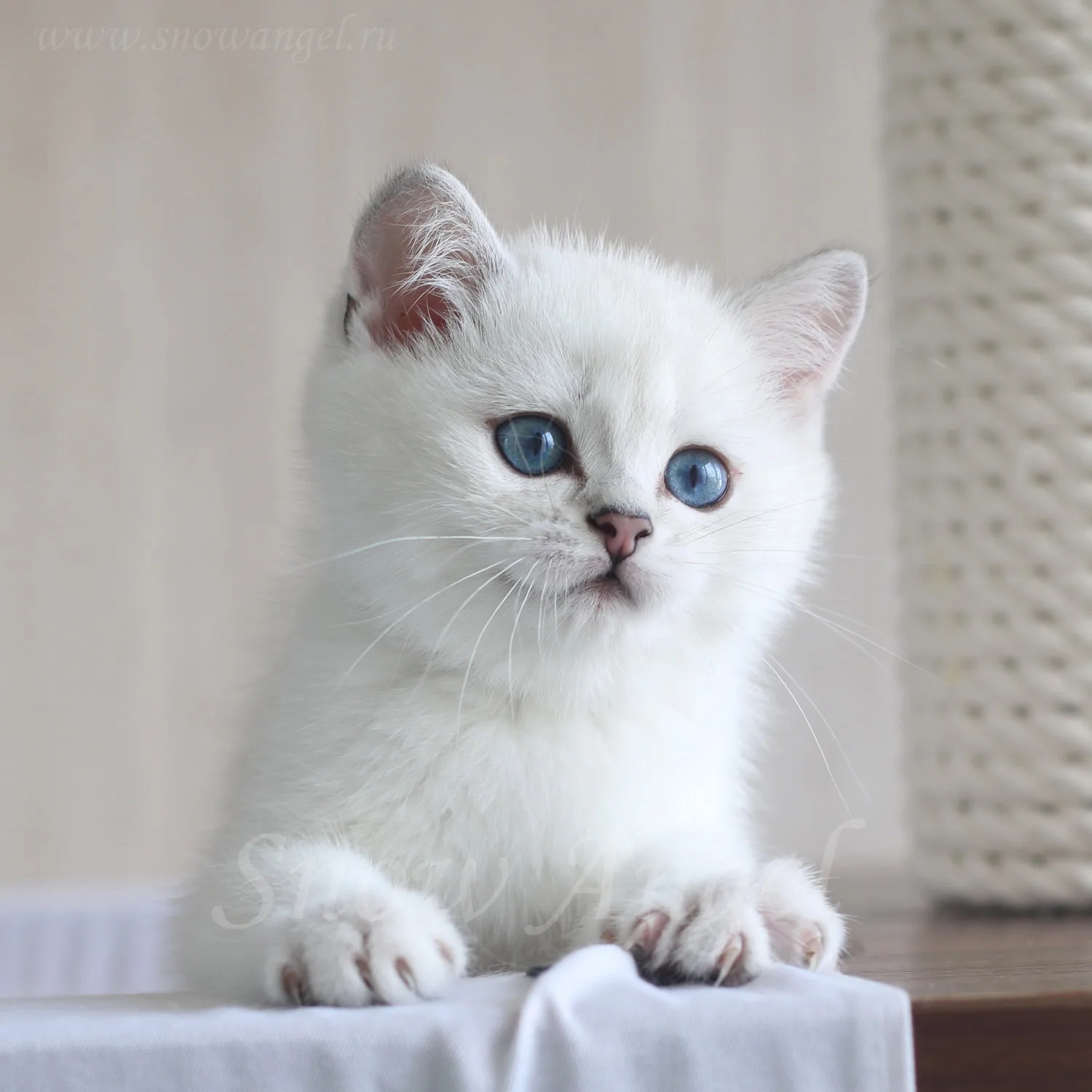 Чистокровные шотландцы