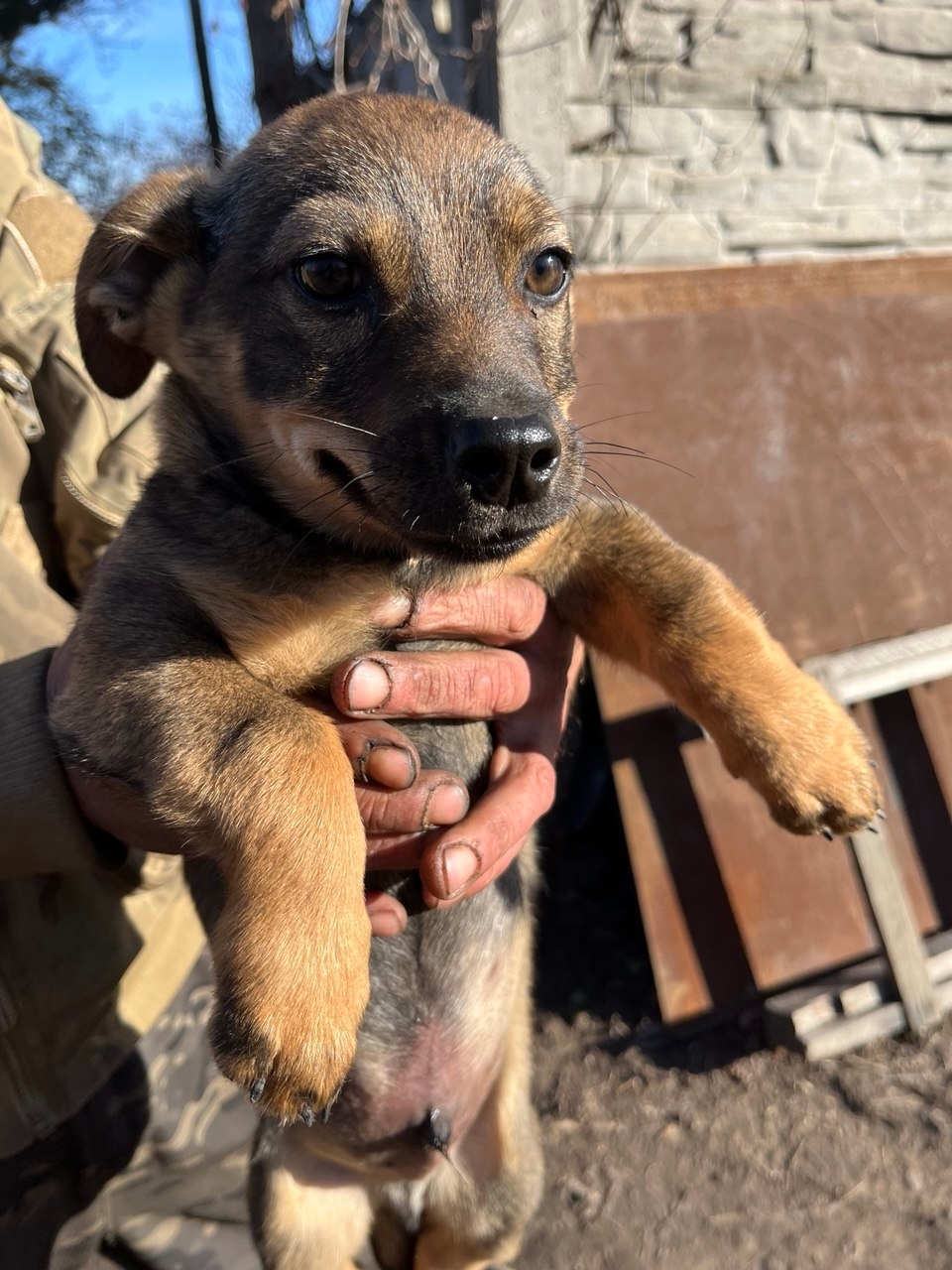 Срочно! Отдадим щенят