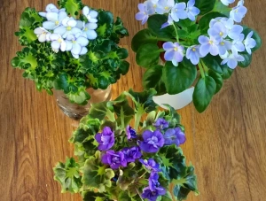 Набор цветущих фиалок полумини