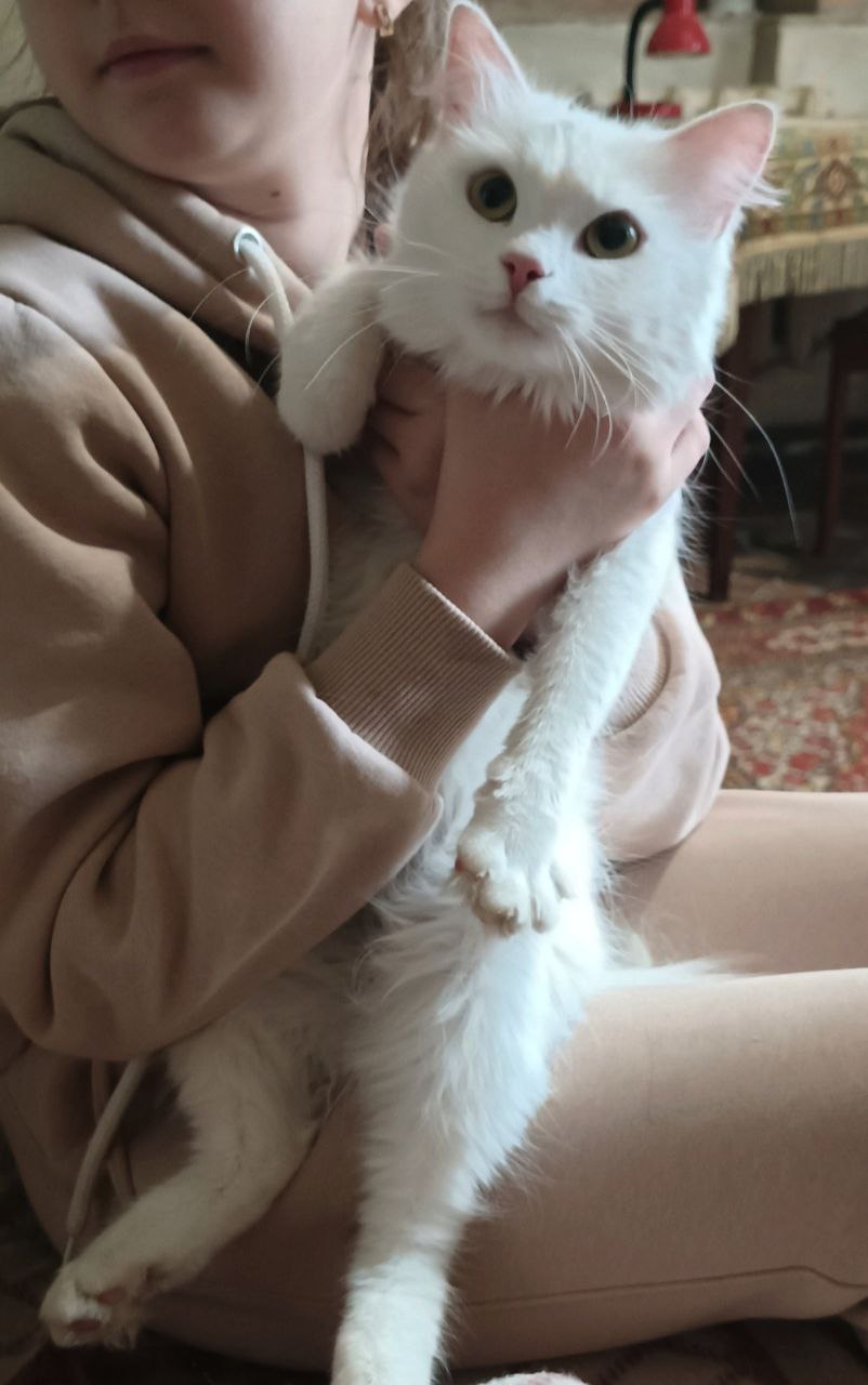 Ищем дом для белоснежной кошечки!